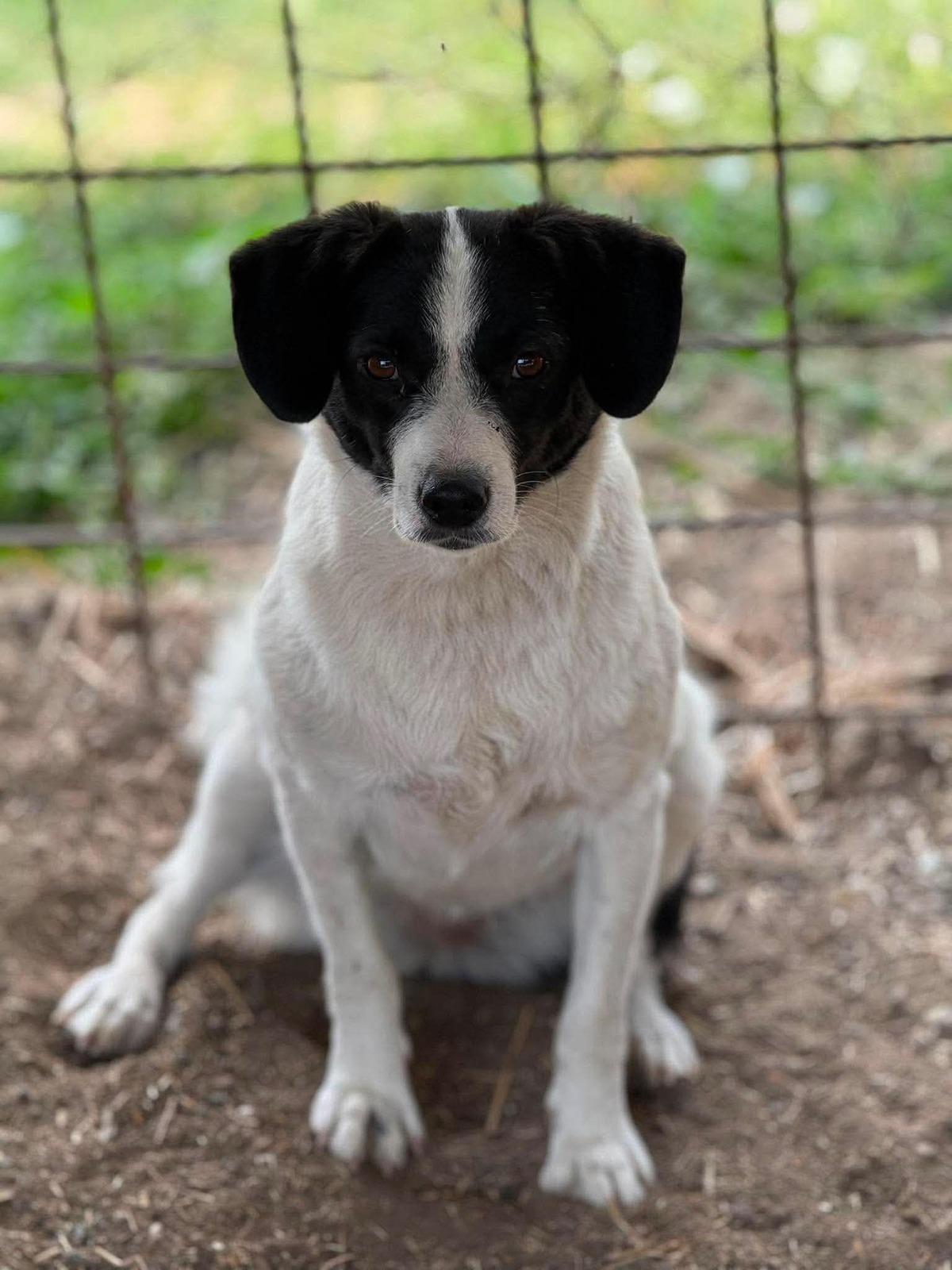 Adoption Léonie