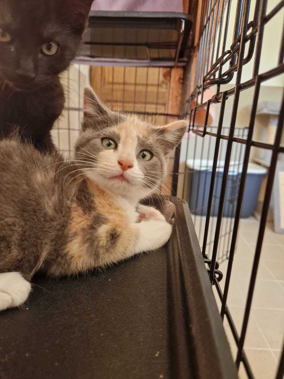 Adoption Bulle