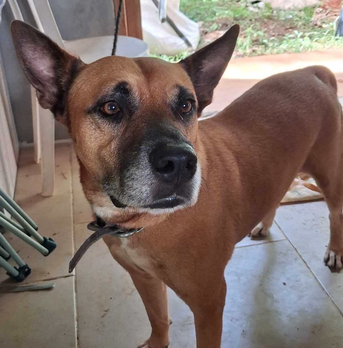 Adoption Oki