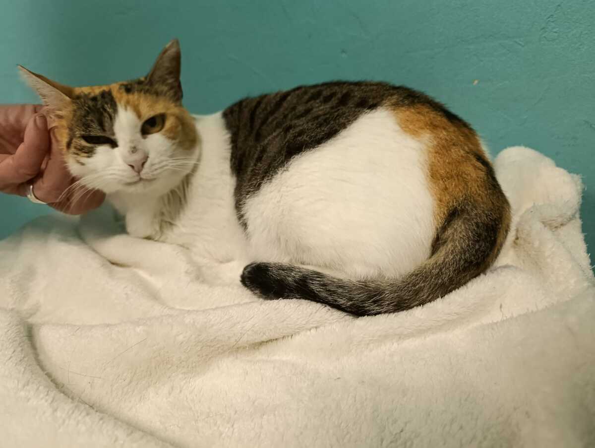 Adoption Palinka
