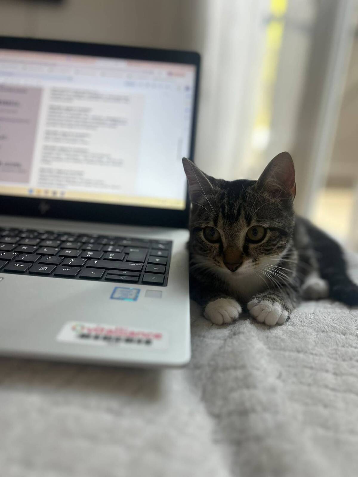 Adoption Shoopi