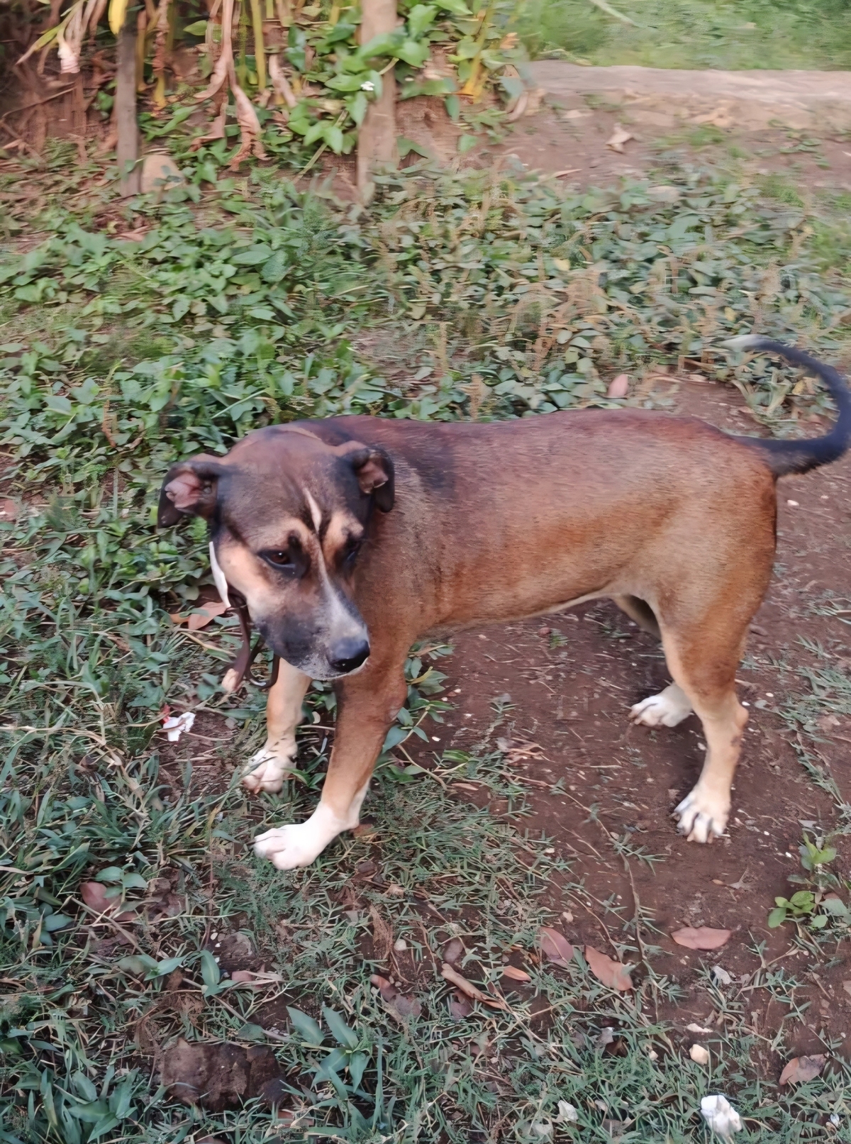 Adoption Zanah