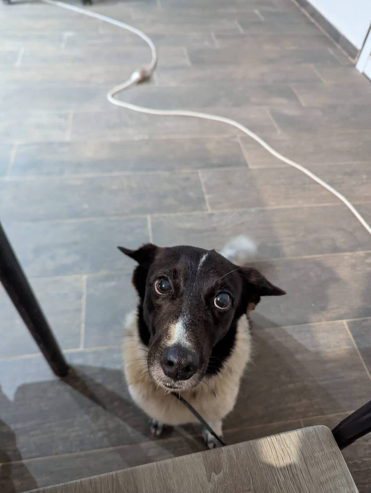 Adoption Enana