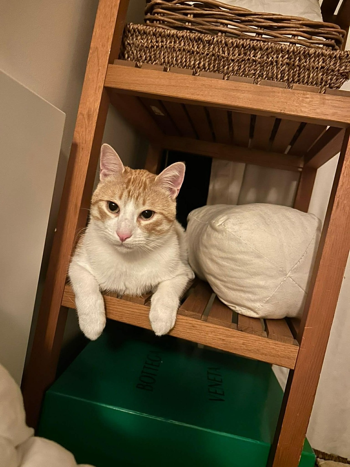Adoption Miki