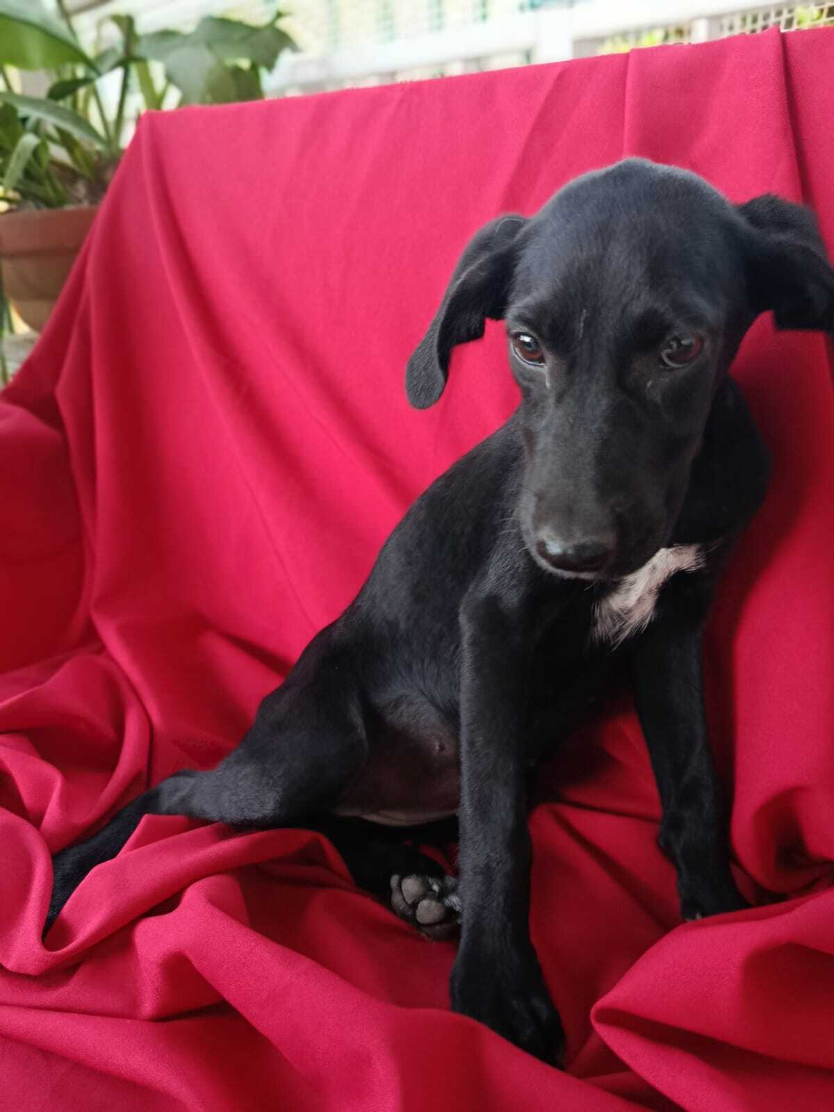 Adoption Sadie