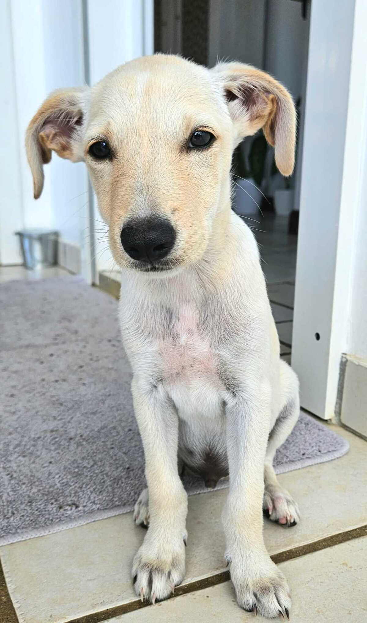 Adoption Appolo