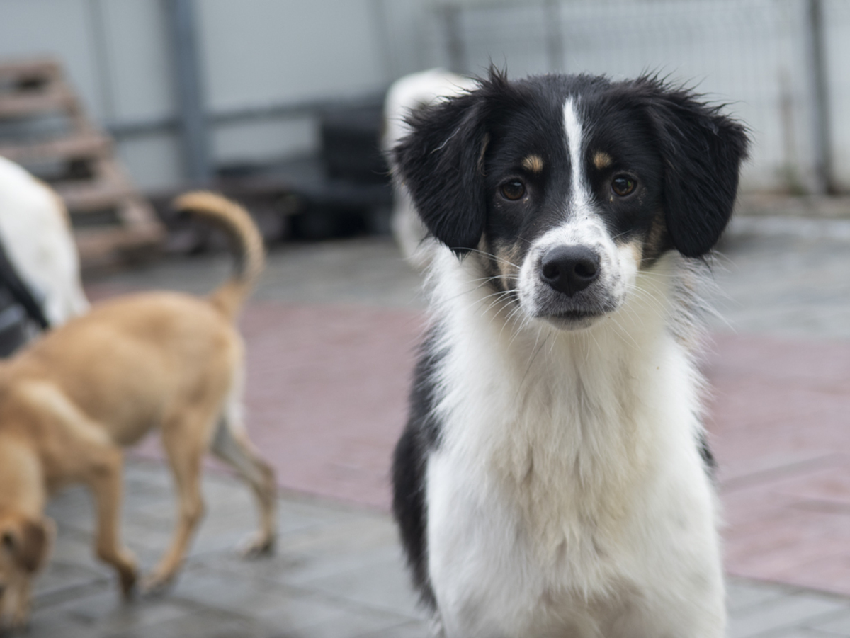 Adoption Farah