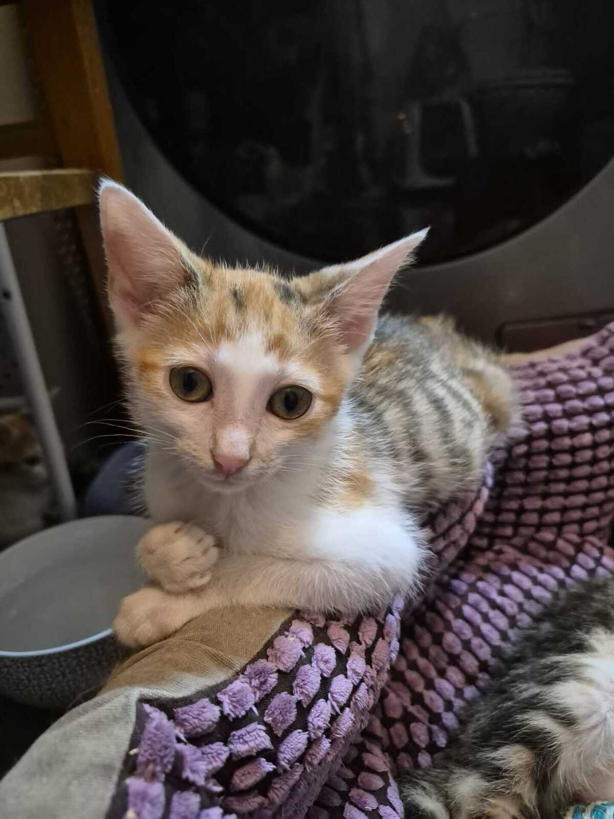 Adoption Jessie