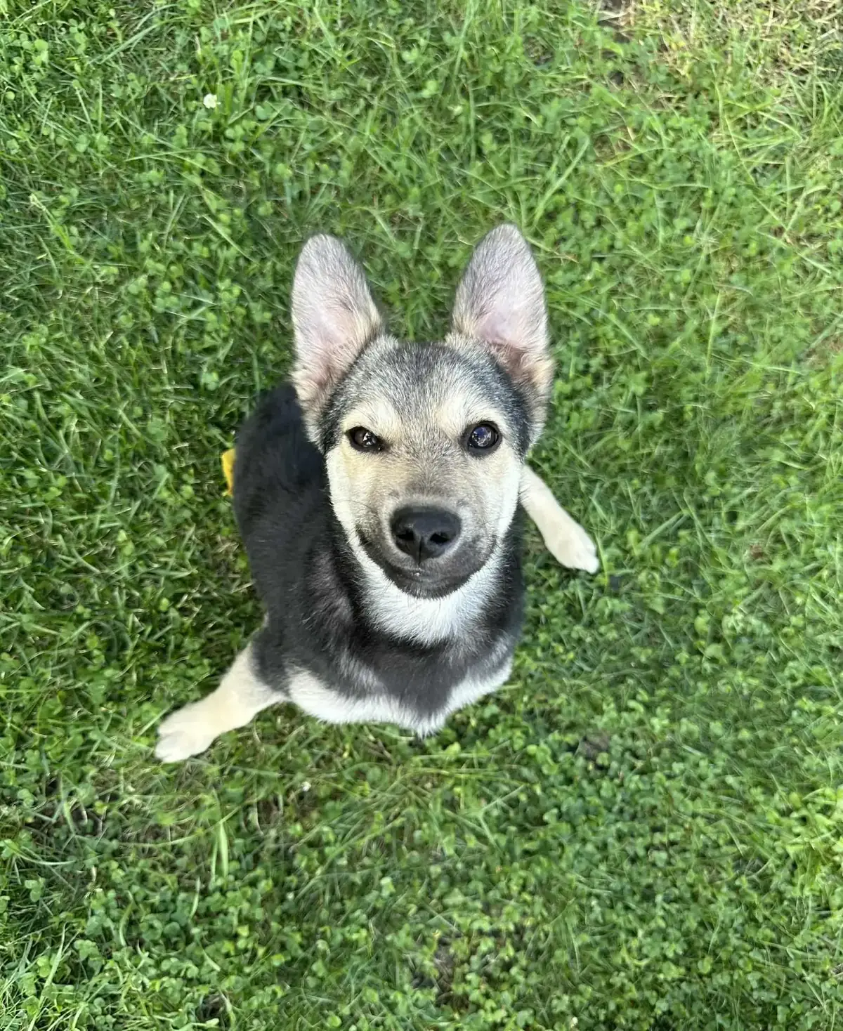 Adoption Arthur