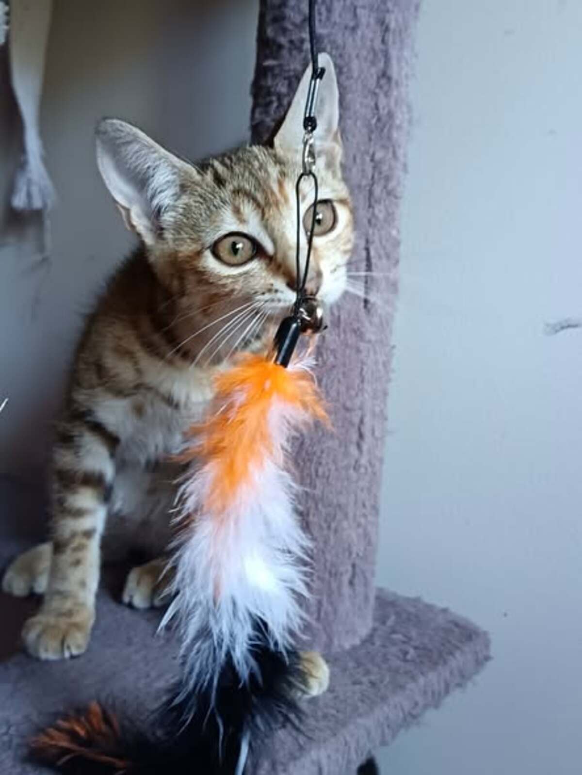 Adoption Savanna