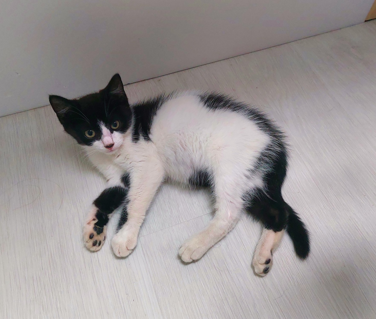 Adoption Pépito
