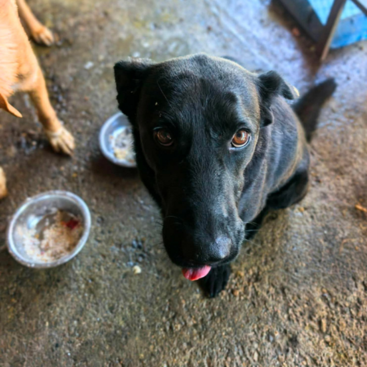 Adoption NERO