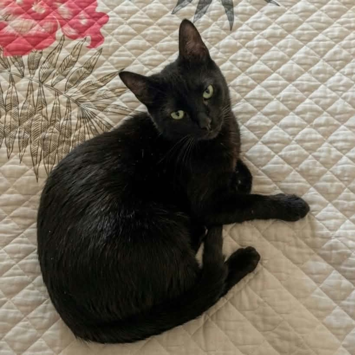 Adoption Pepsi