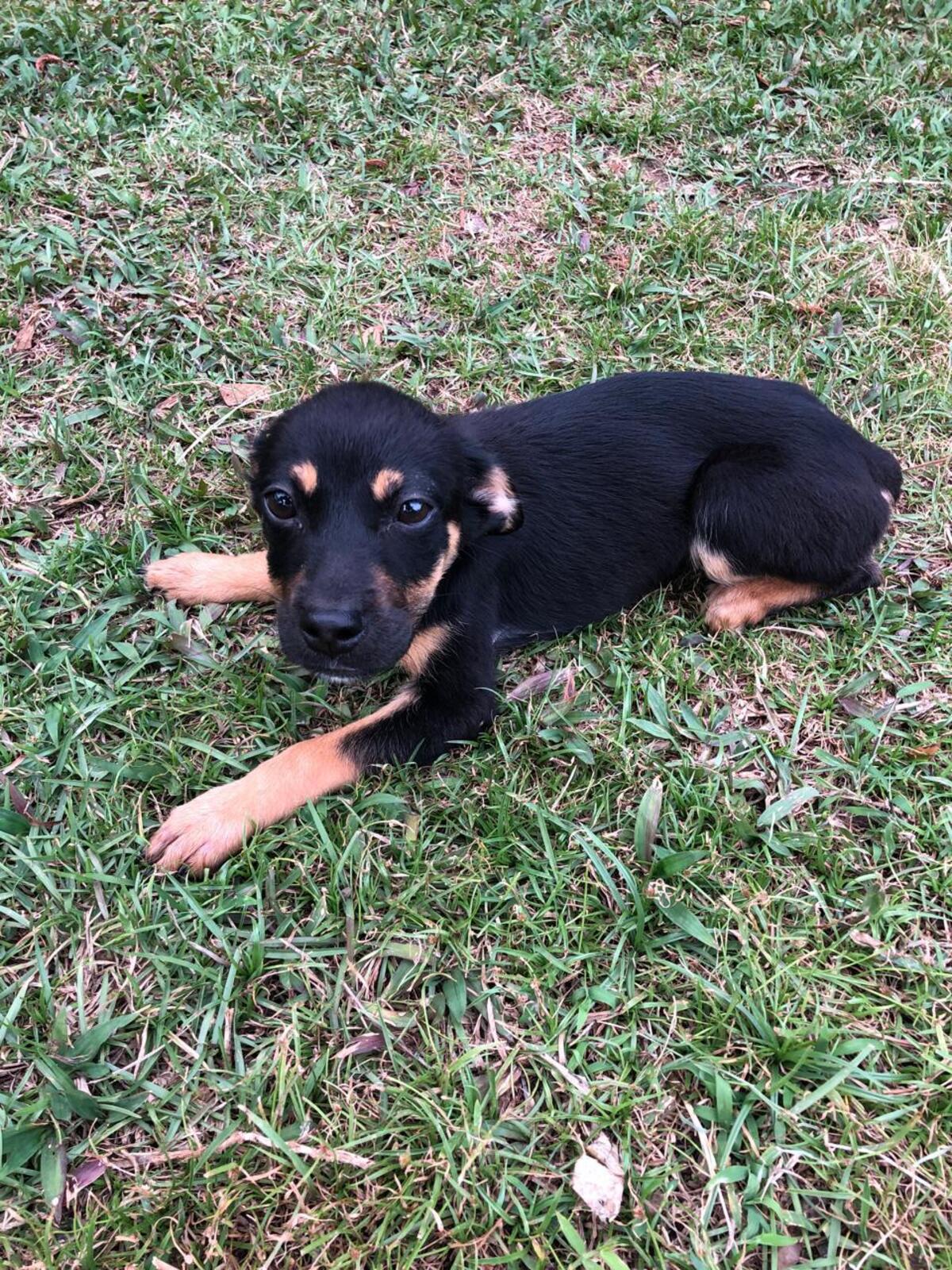 Adoption Sanna