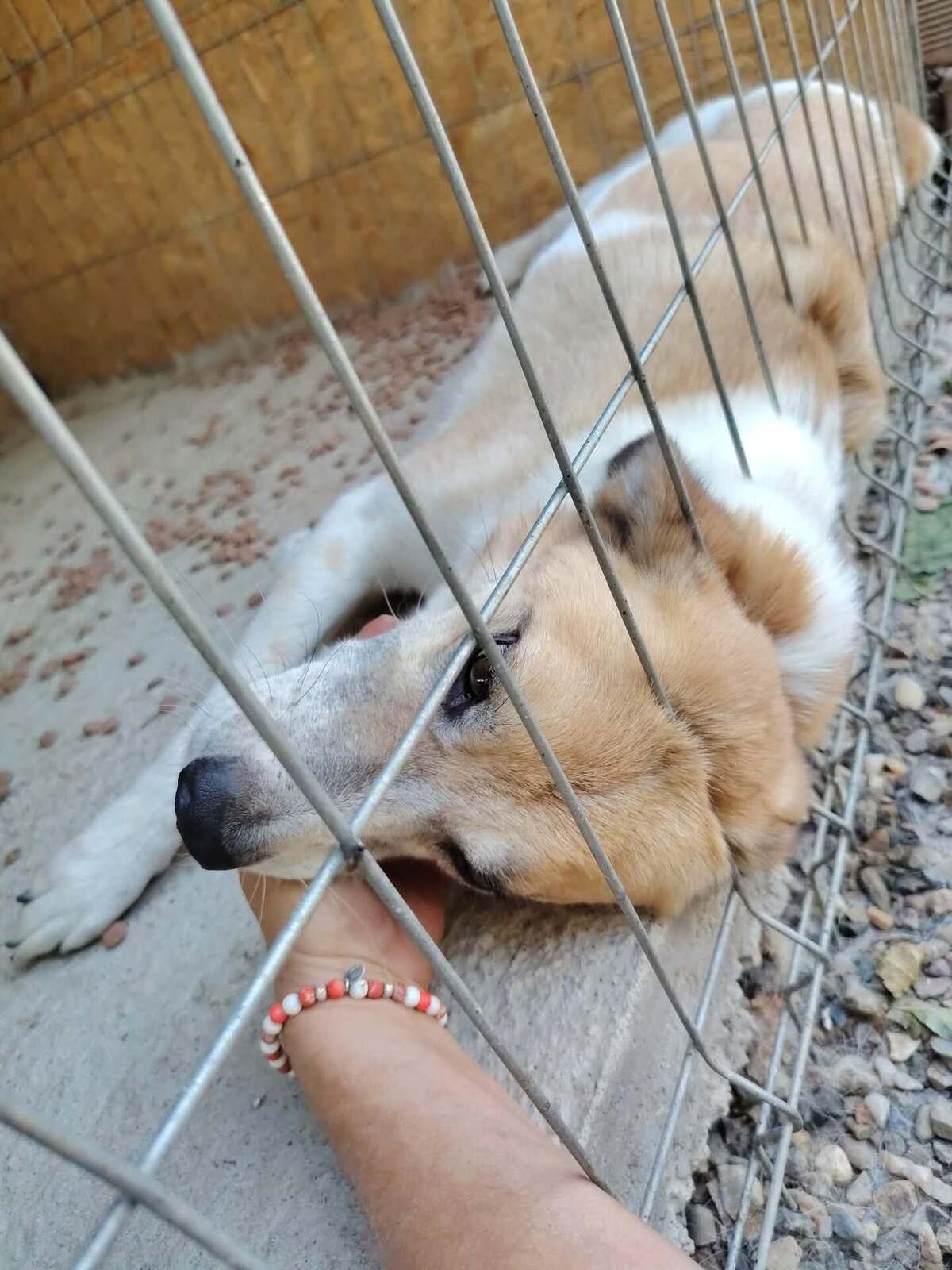 Adoption Honey