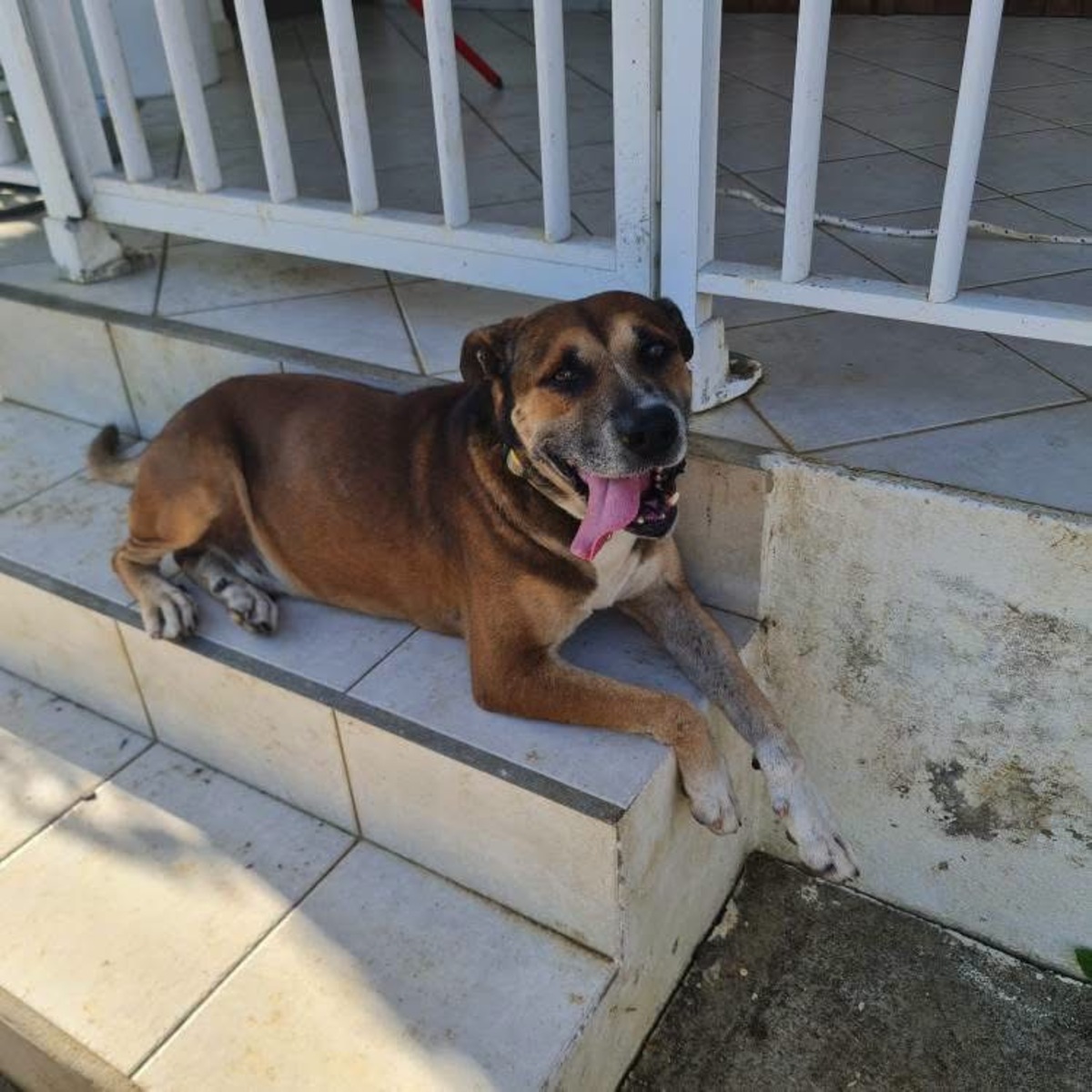 Adoption Babar