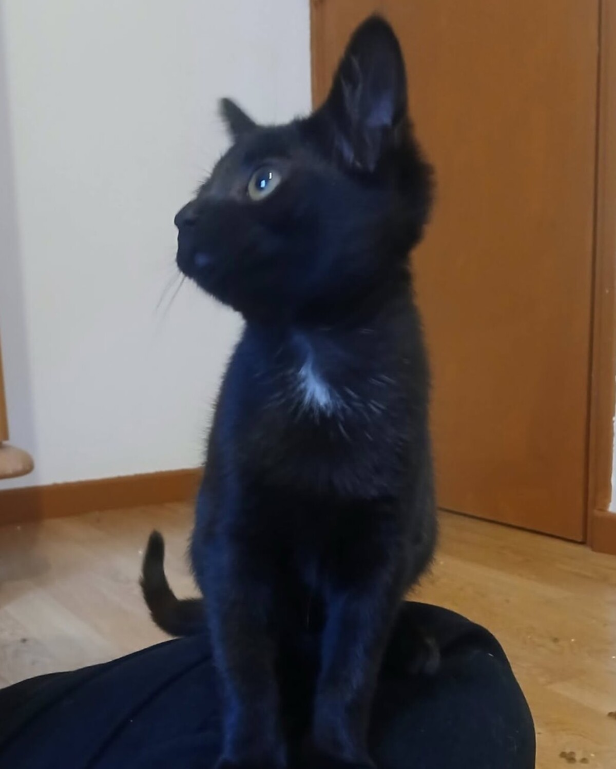 Adoption Sael