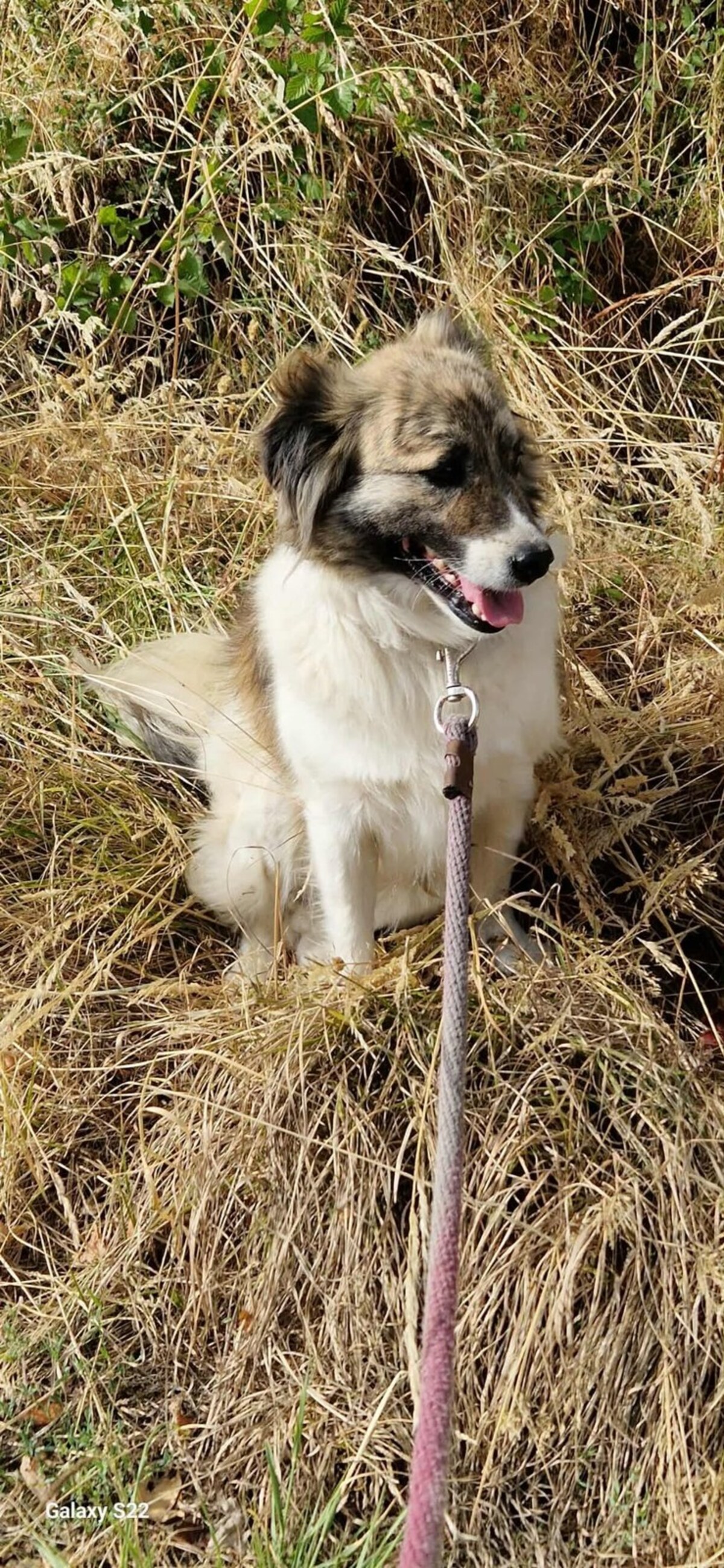 Adoption Balto