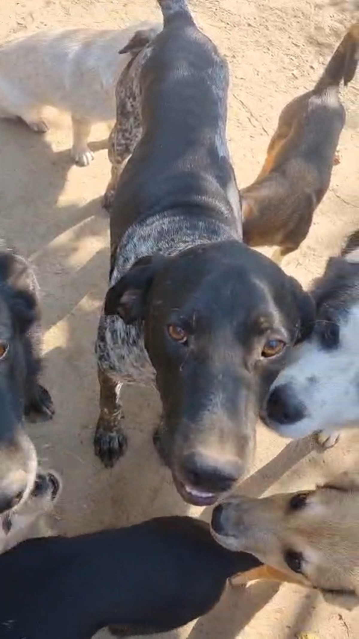 Adoption Abanos