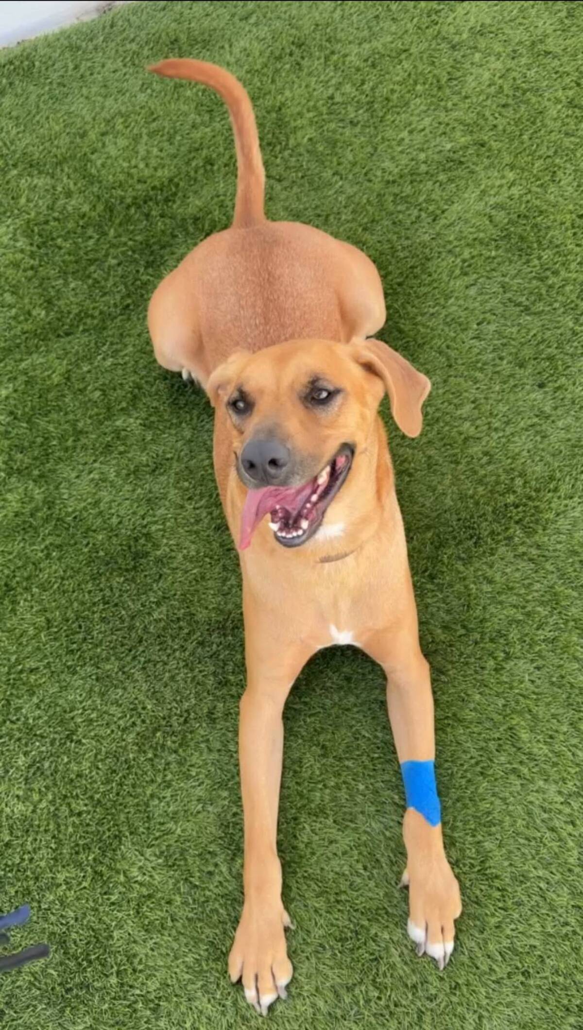 Adoption Simba