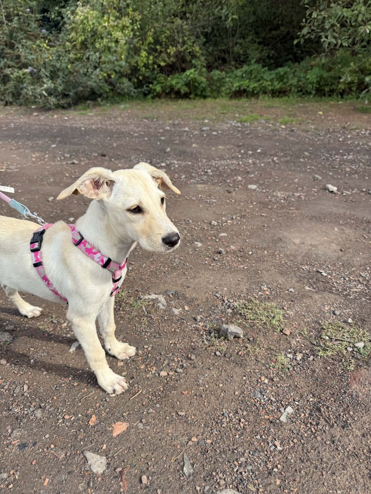Adoption Elfi