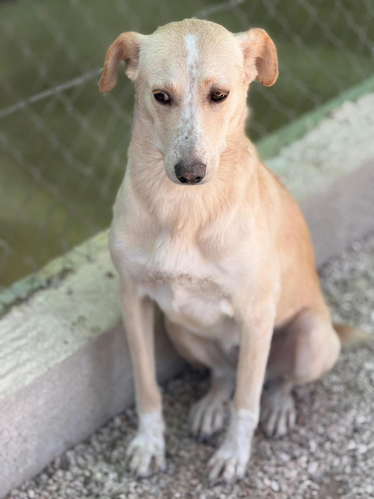 Adoption Iris