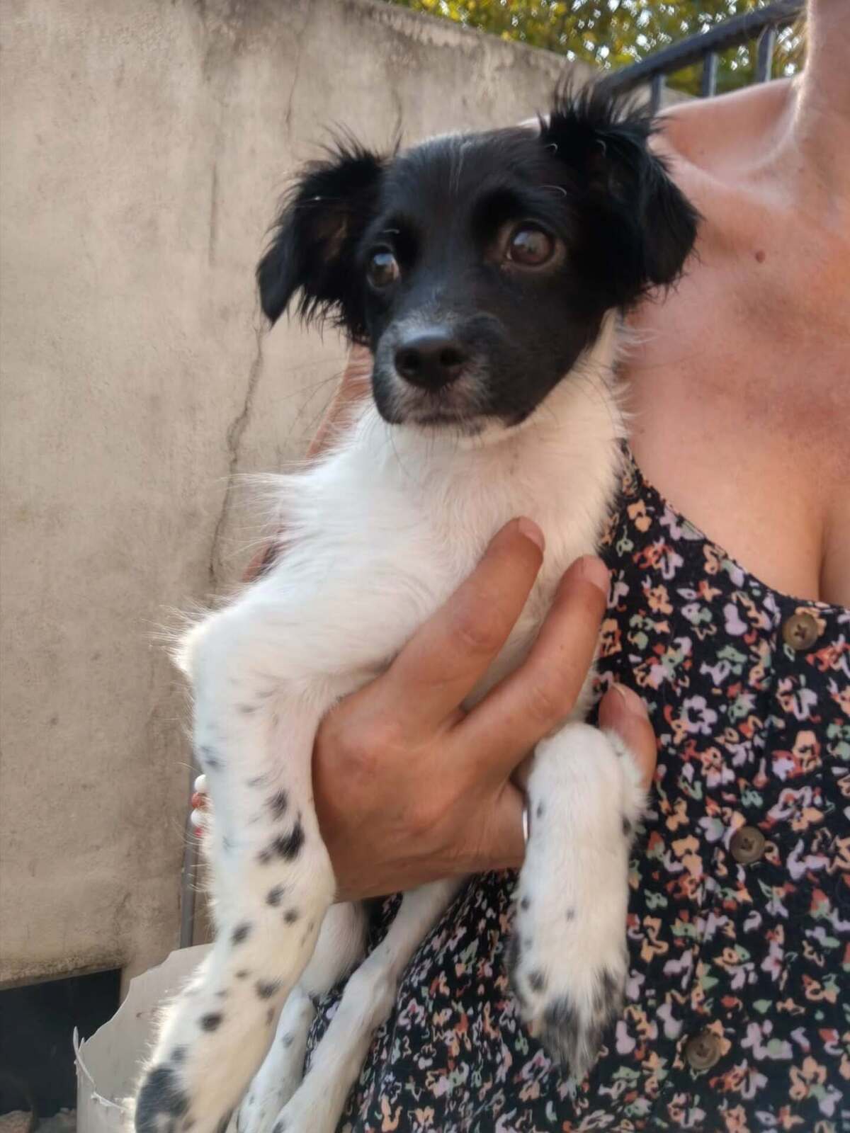 Adoption Réglisse