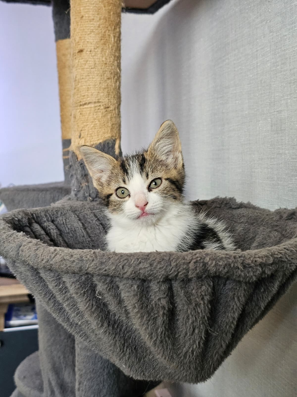Adoption Bianca