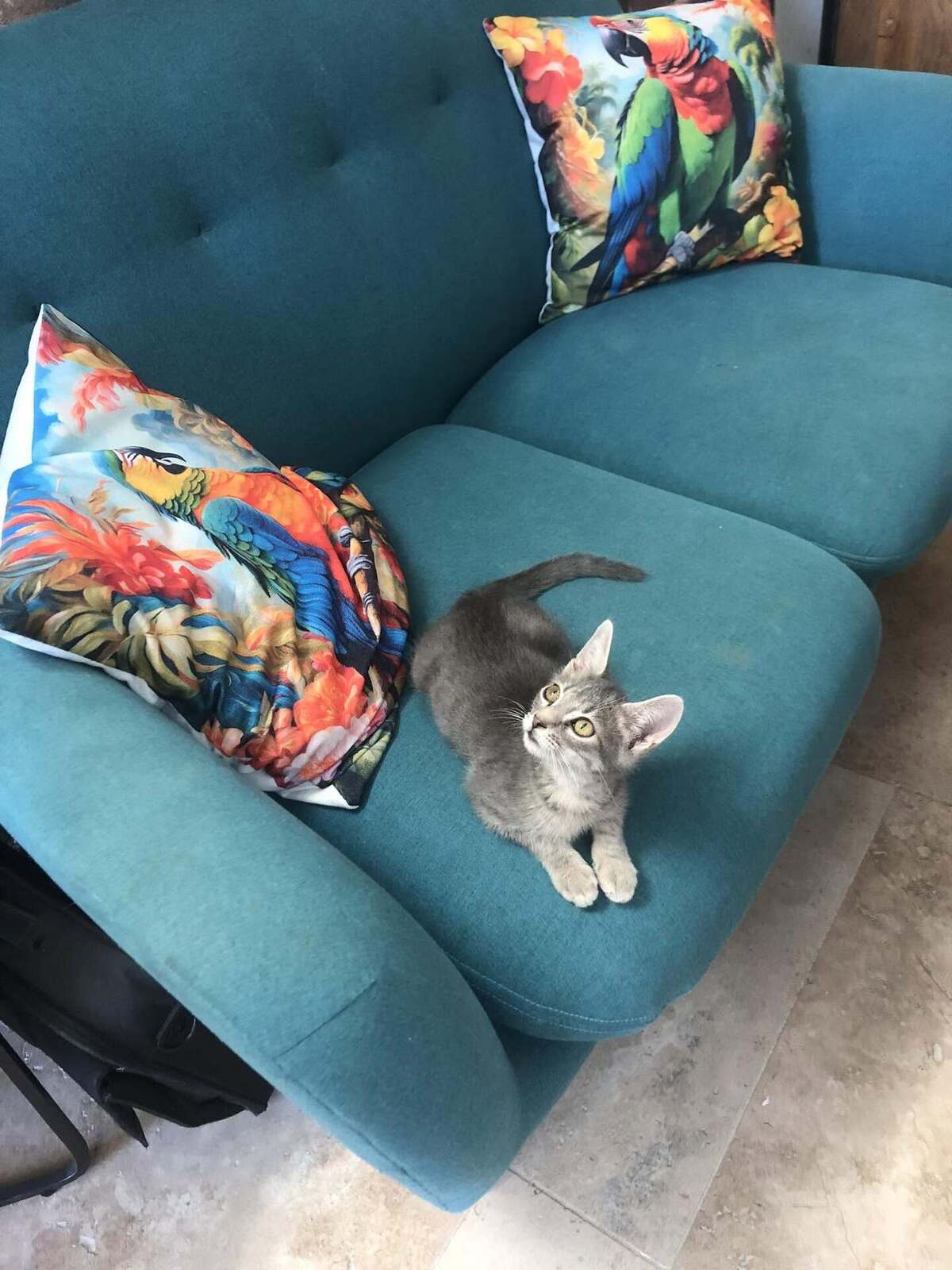 Adoption PIKACHU et SALAMECHE