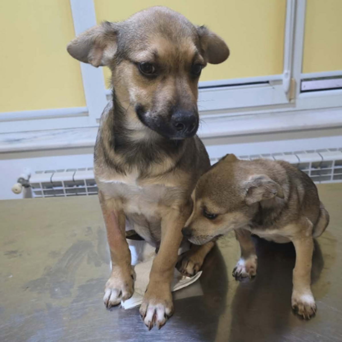 Adoption Mara