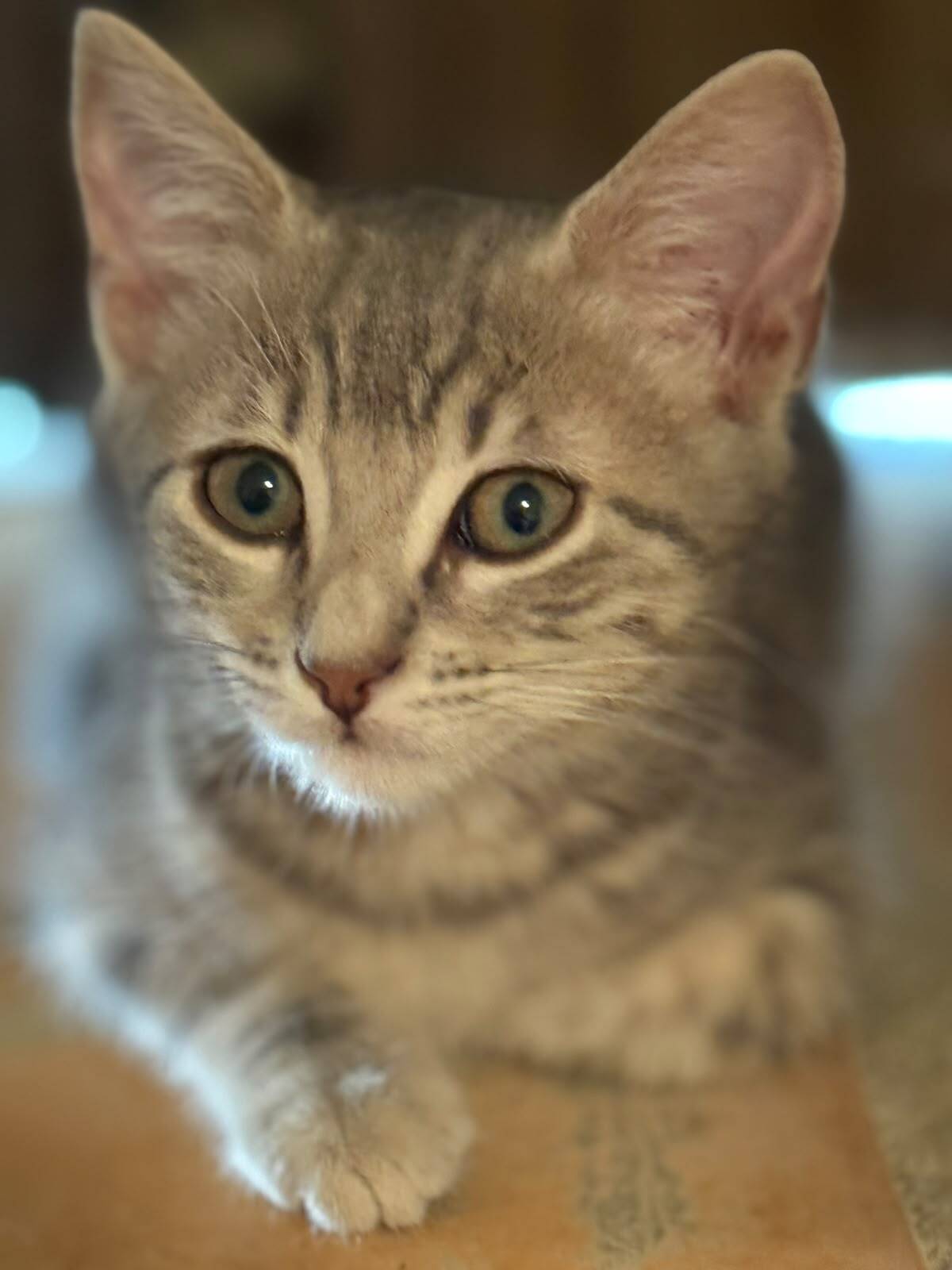 Adoption IO et PHOBOS