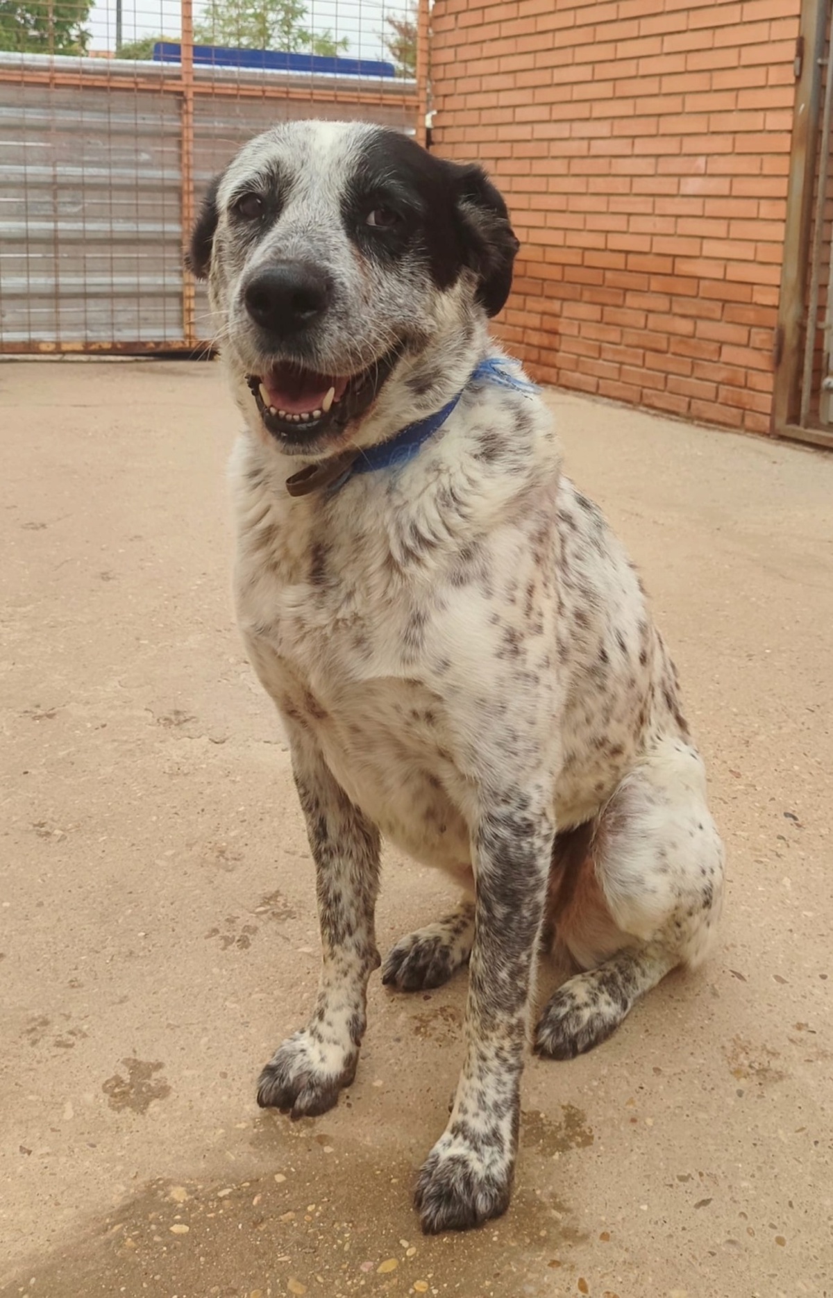 Adoption Yala