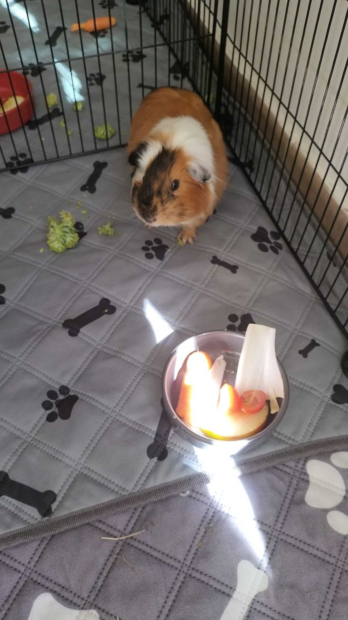 Adoption Sete