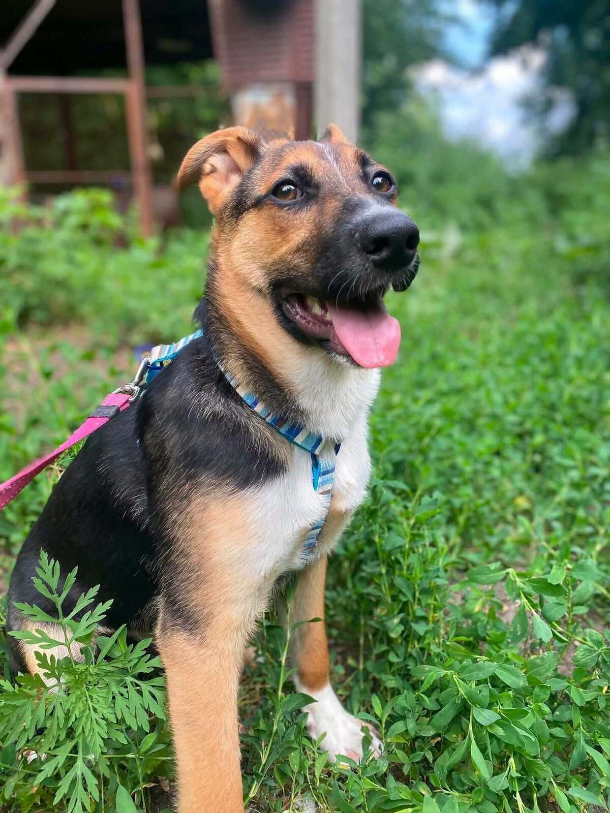 Adoption Tuzik