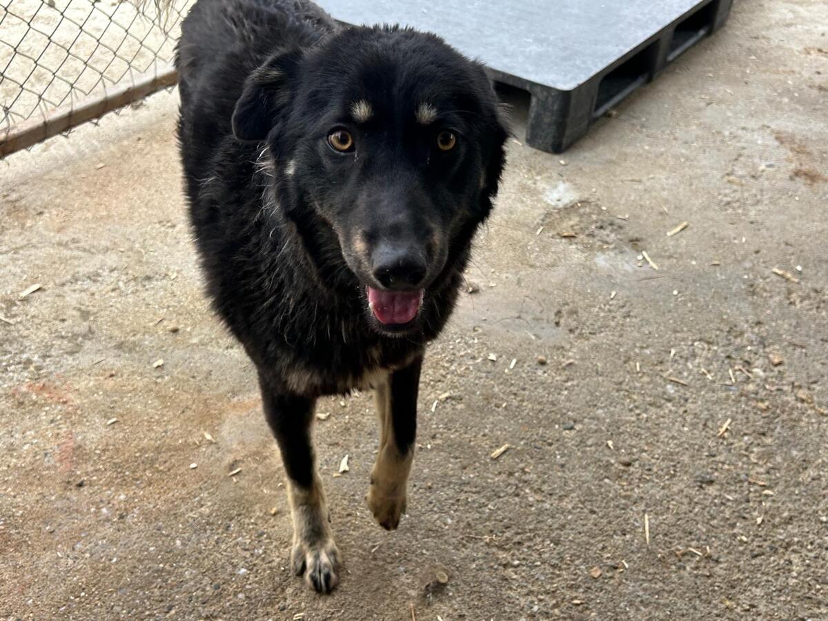 Adoption Feli