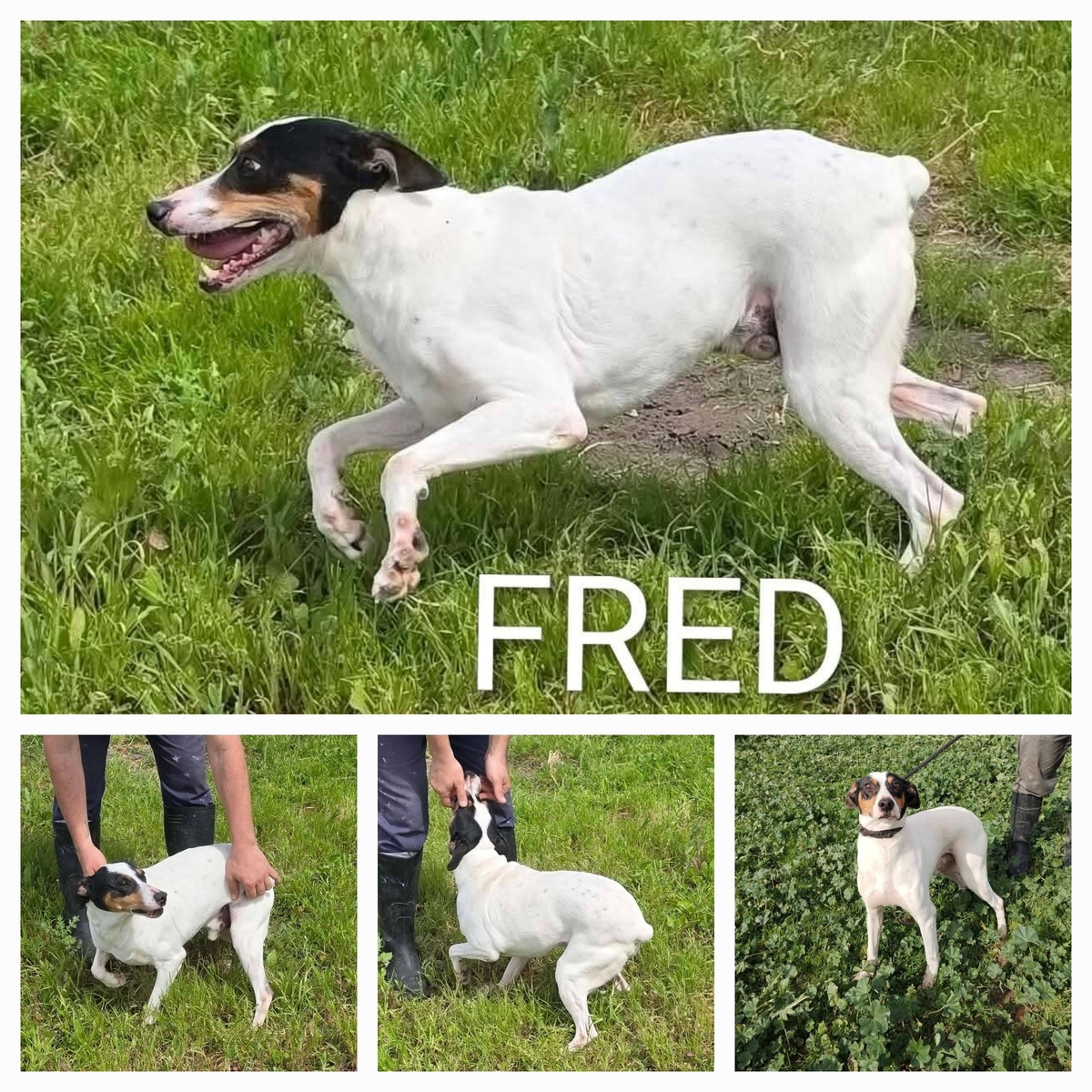 Adoption Fred