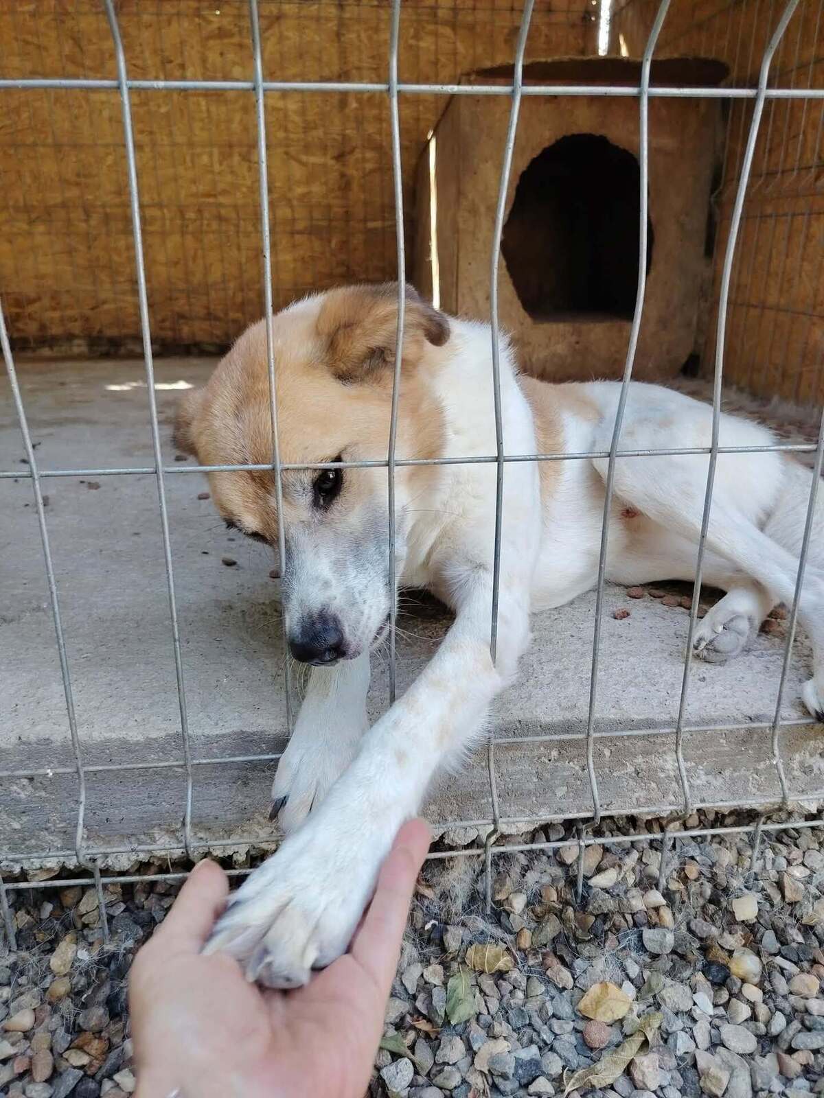 Adoption Honey