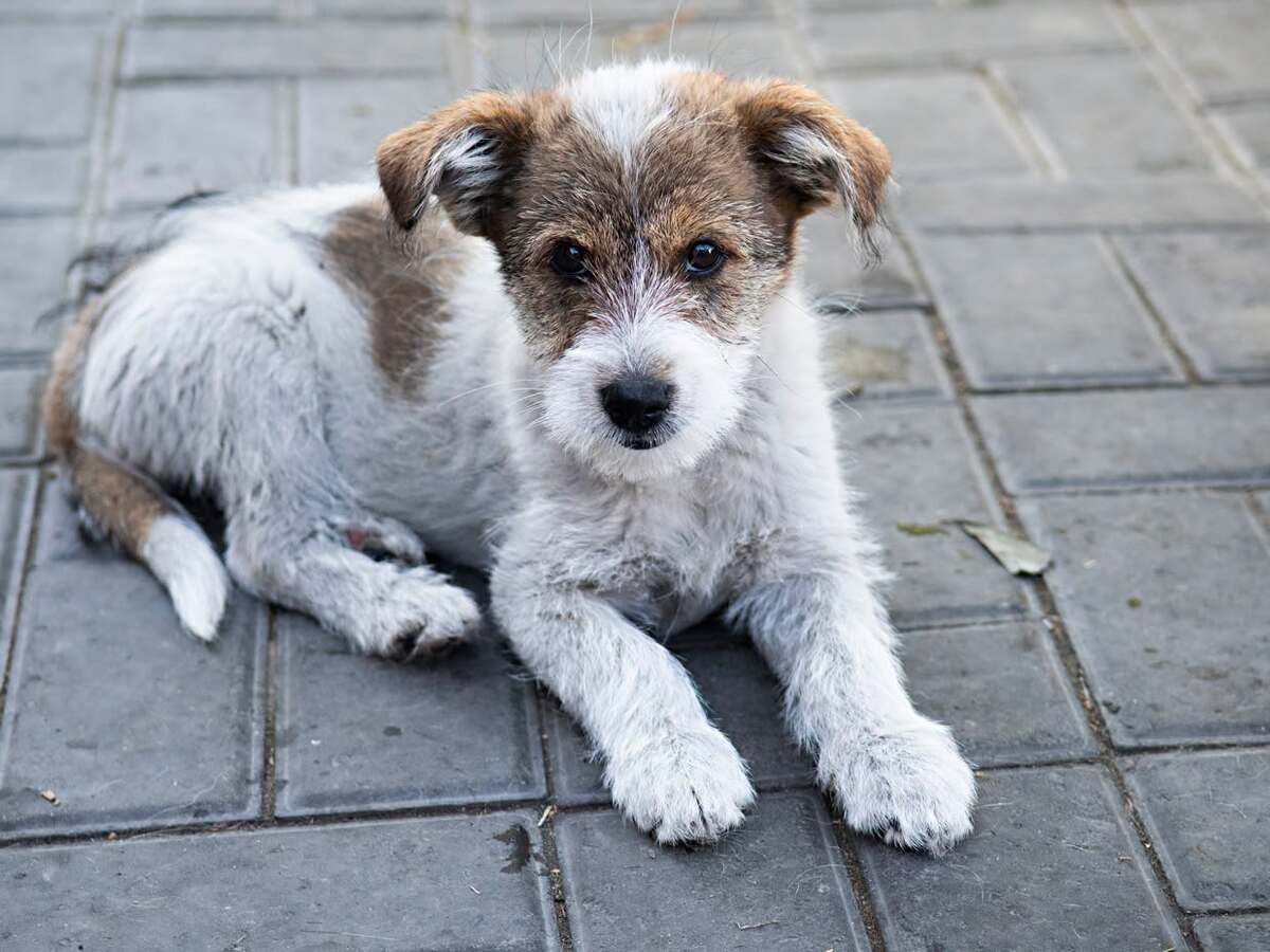Adoption Guimauve