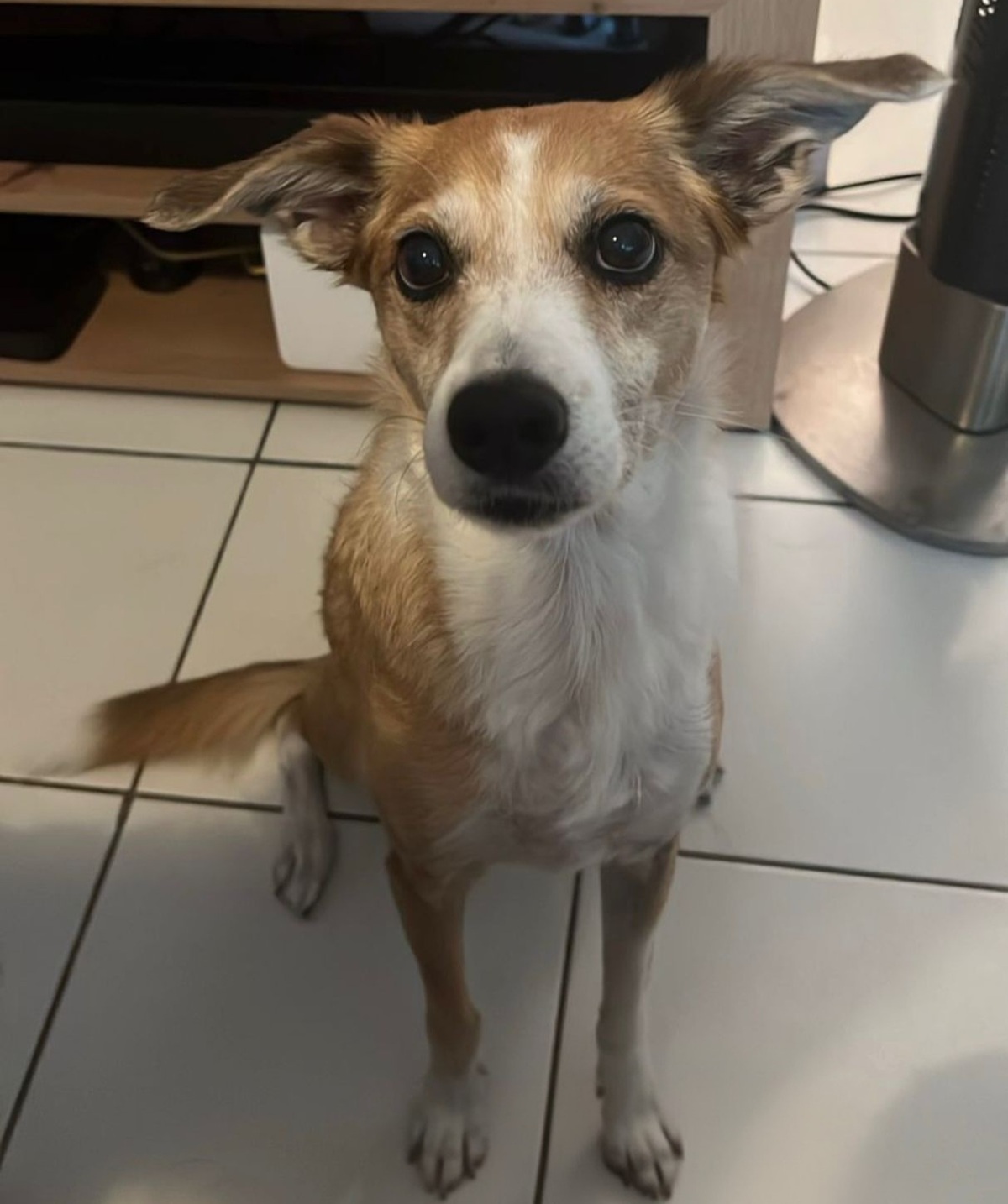 Adoption Biscotte