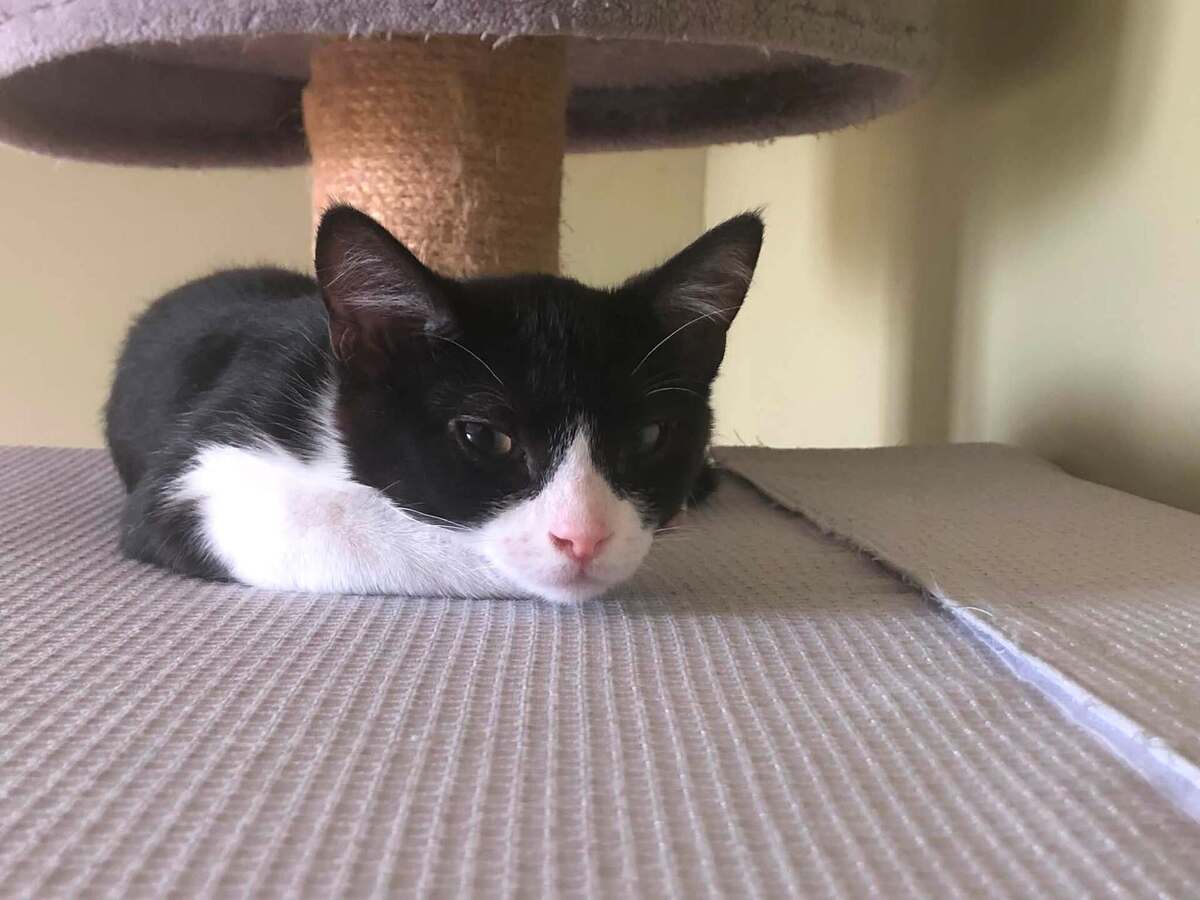 Adoption Rubin