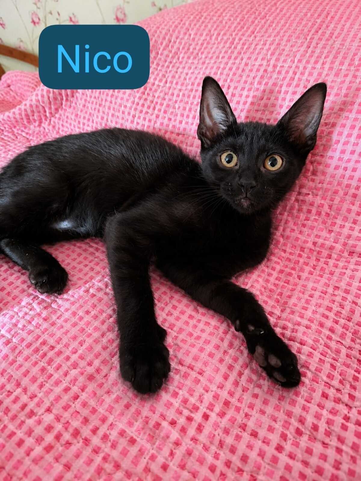 Adoption Nico