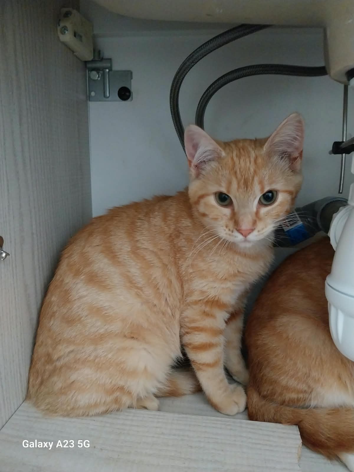 Adoption Balina 