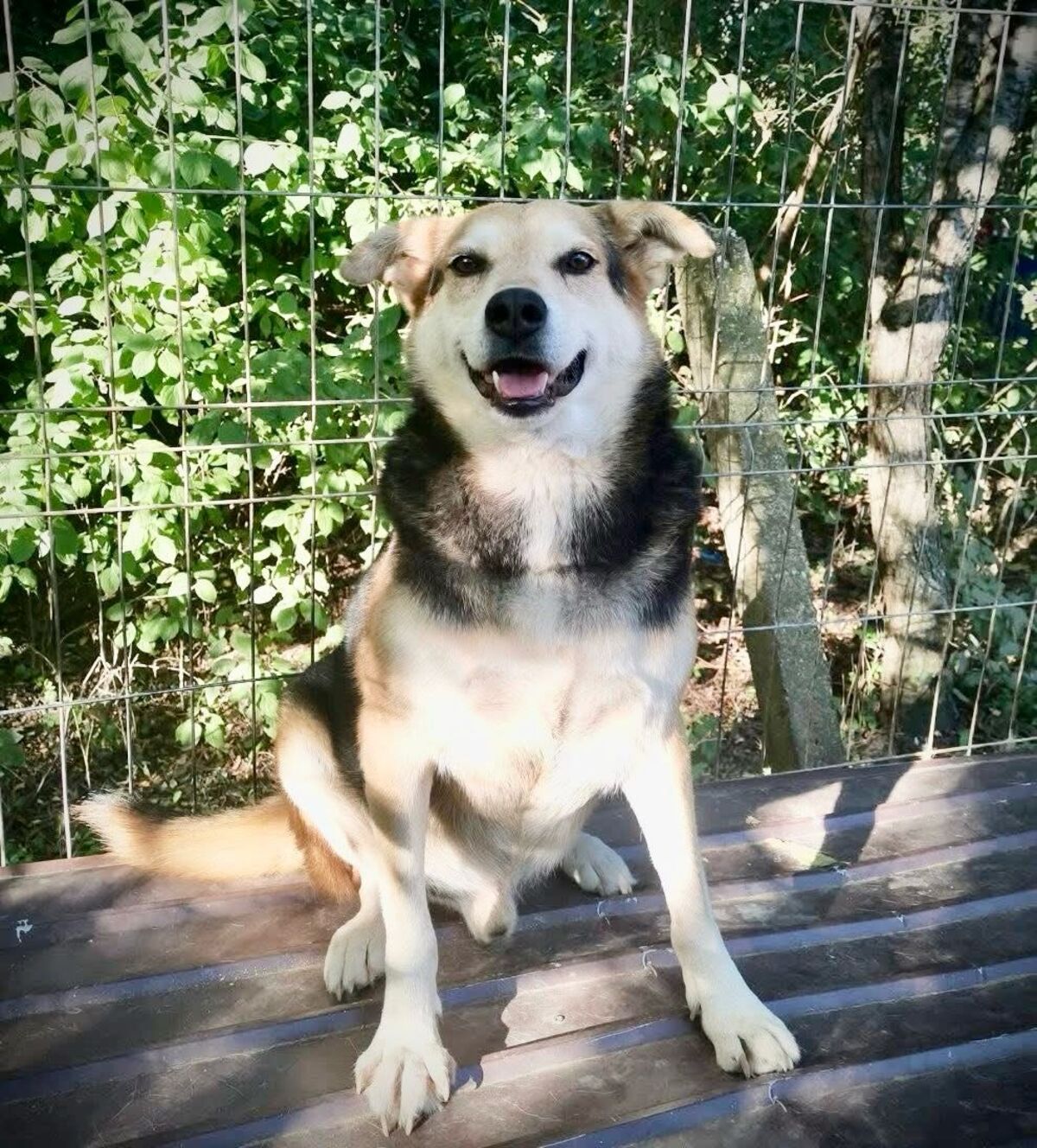 Adoption Tommy