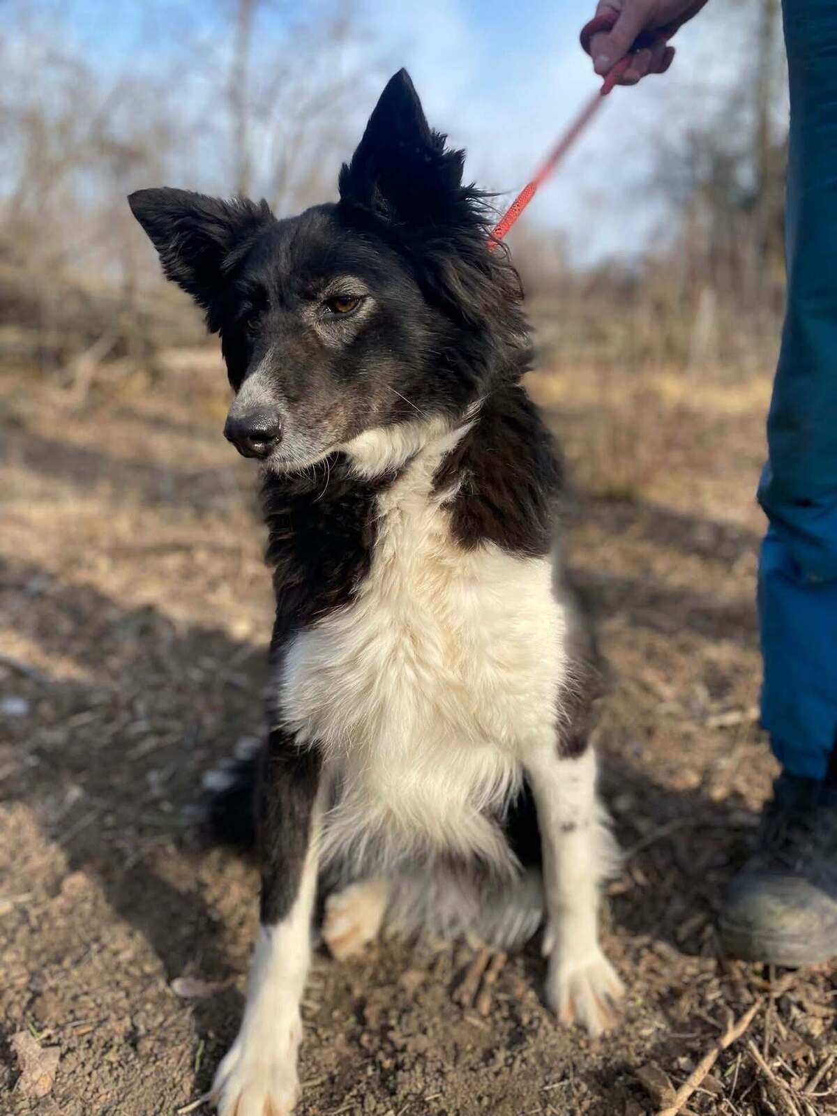 Adoption Biba