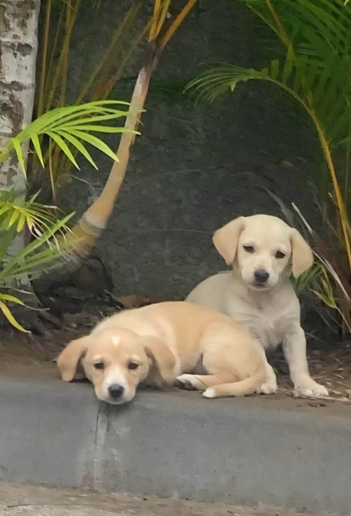 Adoption Bloom