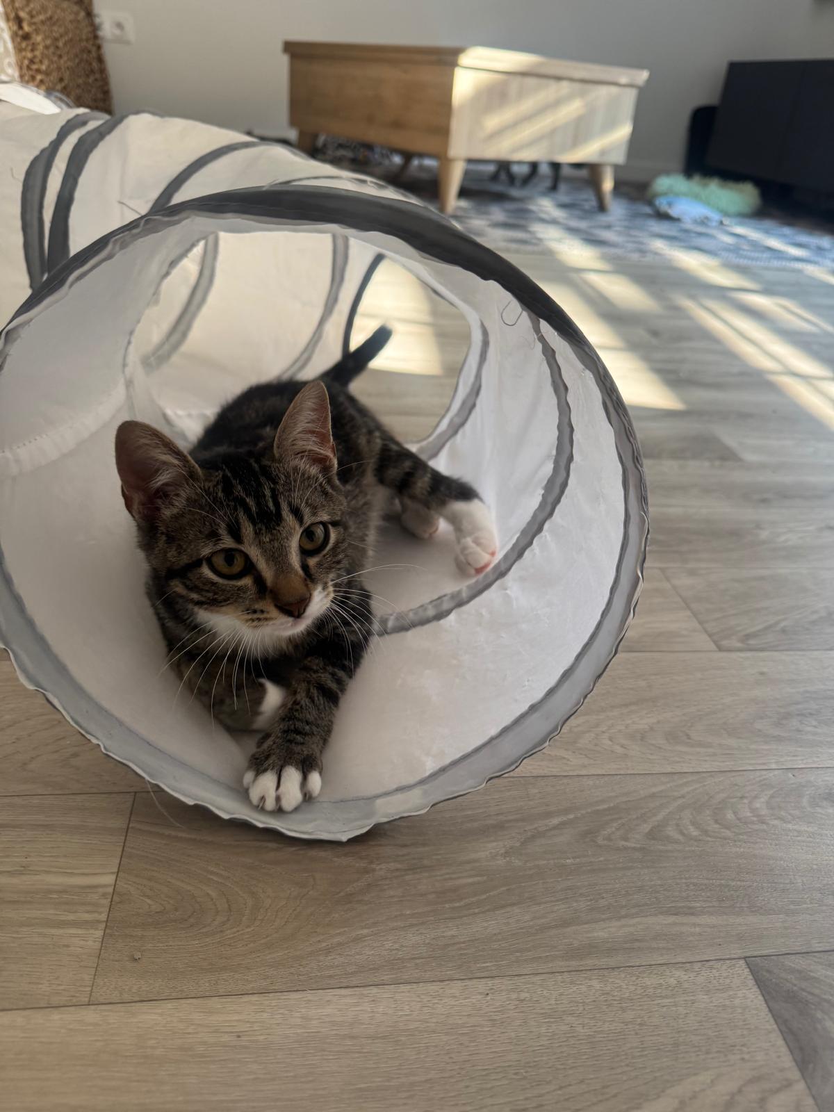 Adoption Shoopi