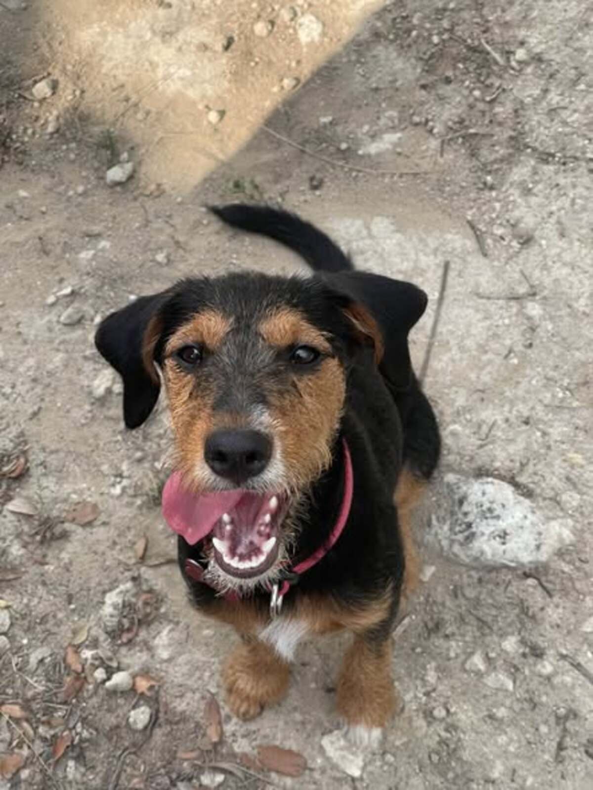 Adoption Belyne