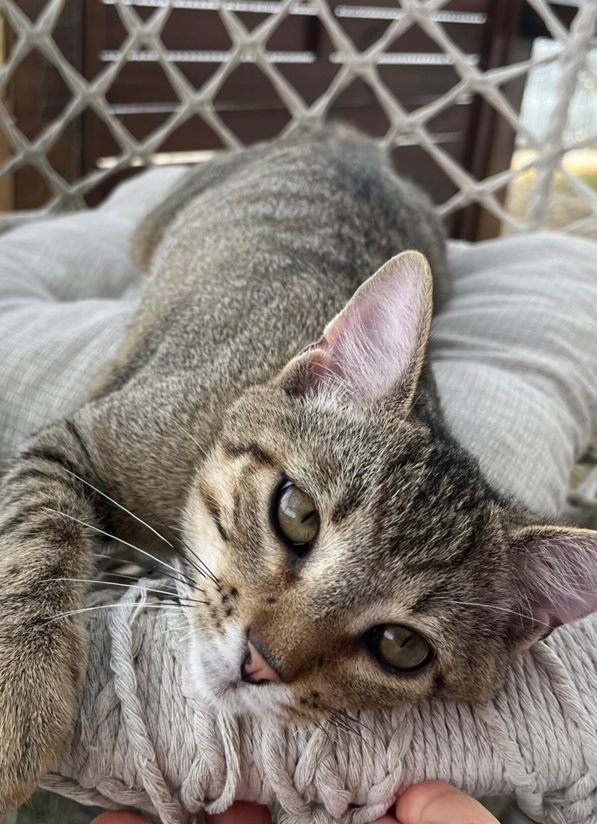 Adoption BENJI