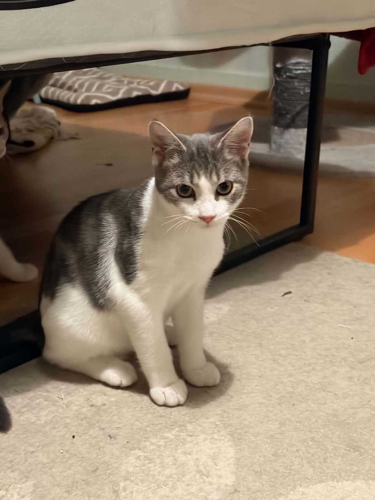 Adoption Vaï