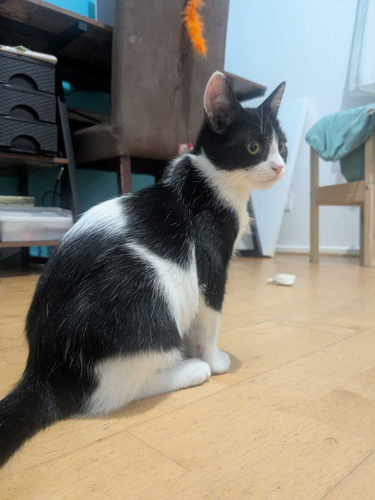 Adoption Nout Nout